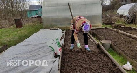 Оптимальные условия для созревания свеклы и моркови