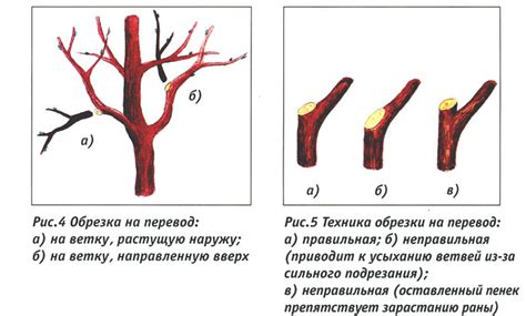 Оптимальный срок для обрезки