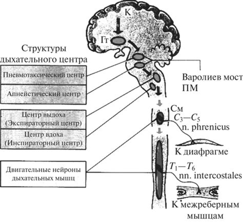 Опущение дыхательного центра