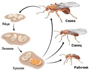 Организация коммуникации между муравьями внутри муравейника