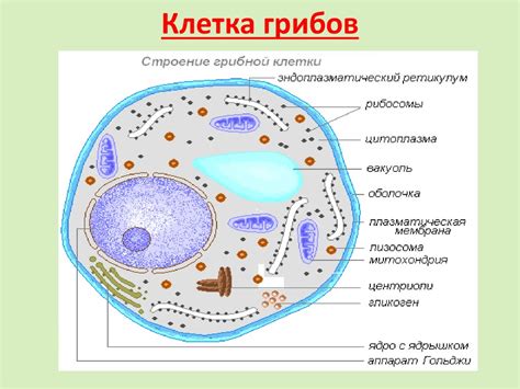 Органический состав грибов: клетки и метаболизм