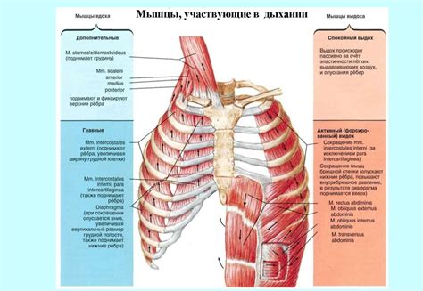 Органы, участвующие в дыхании