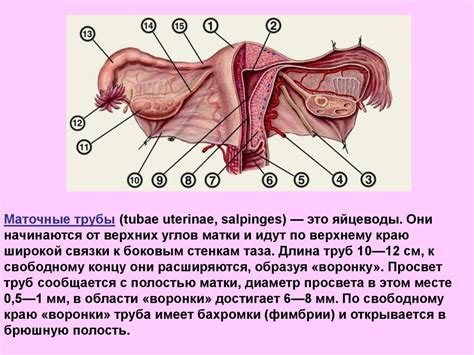 Органы гениталий