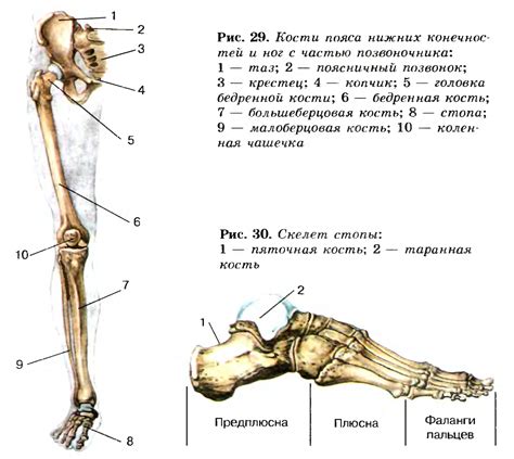 Ортопедические элементы пояса нижних конечностей