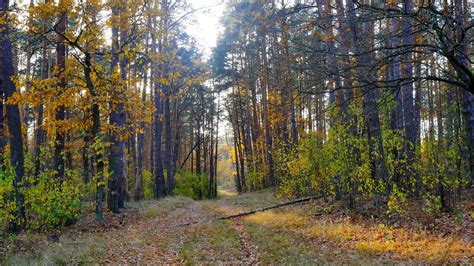 Осенние лесные прогулки