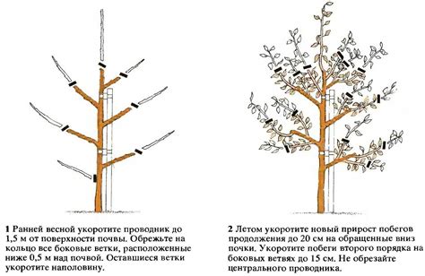 Осенняя обрезка сливовых деревьев в Подмосковье