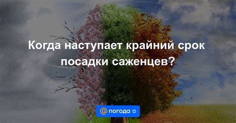 Осень: альтернативный срок для саженцев