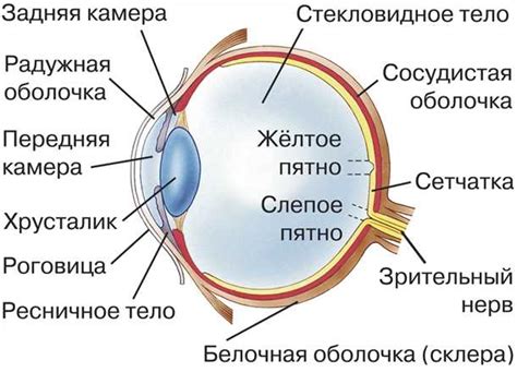 Ослабление зрительной функции как фактор возникновения цветных кругов