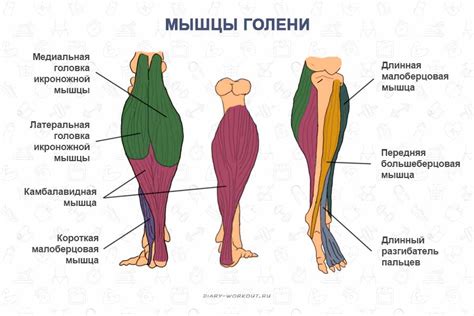 Ослабленные мышцы ног