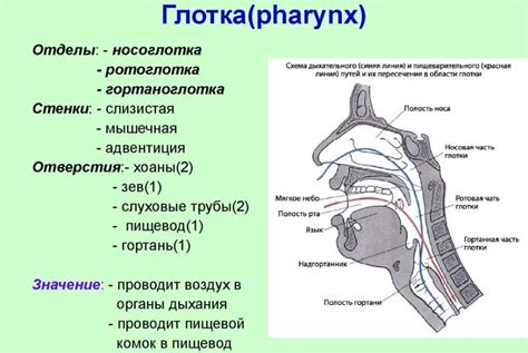 Осложнения для носоглотки и гортани