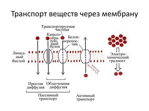 Осмотические перетоки – механизм передачи веществ через полупроницаемую мембрану