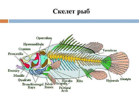 Основа гибкости и маневренности: анатомия скелета рыбы
