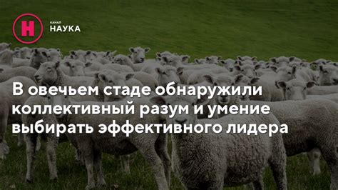 Основные задачи козла в овечьем стаде