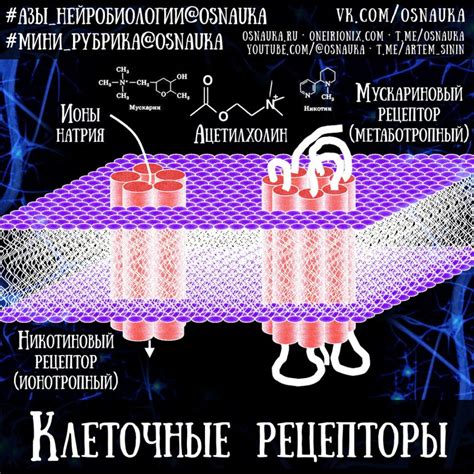 Основные значения сновидения с крупной шелковицей