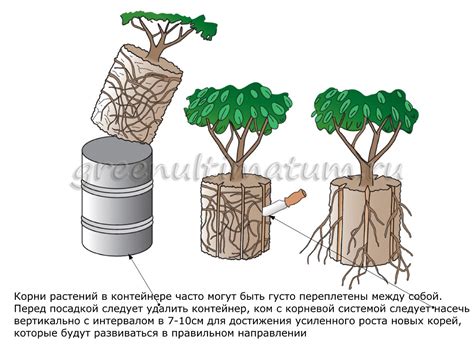 Основные методы замачивания корней саженцев