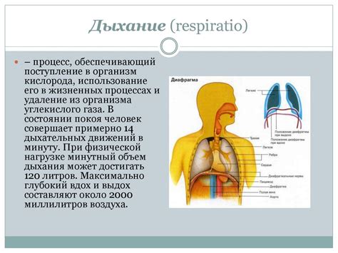 Основные последствия подавления дыхания