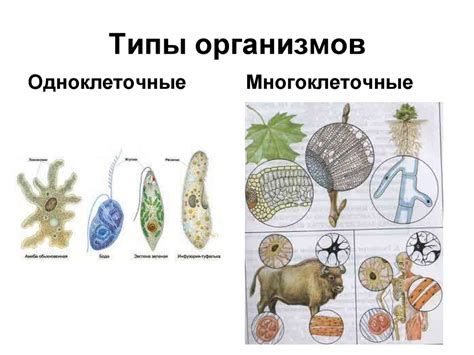 Основные предпосылки появления паразитических организмов в человеческом организме