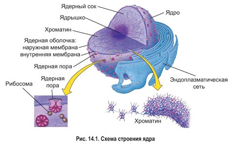 Основные причины, почему ДНК не может покинуть ядро клетки