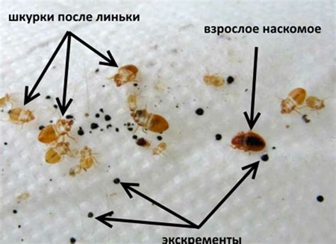 Основные способы определить наличие клопов