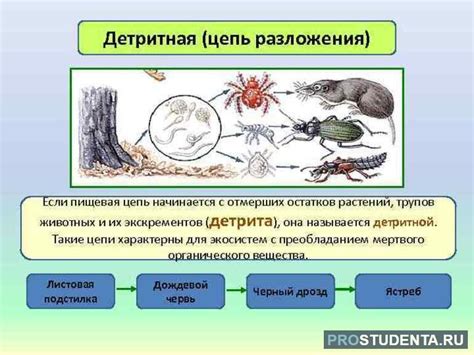 Основные факторы, отличающие детритные пищевые цепи