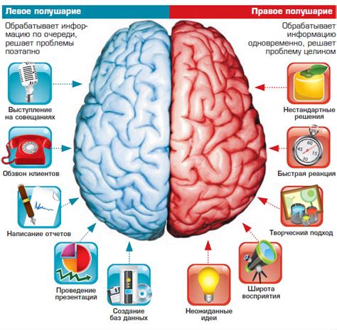 Основные функции полушарий мозга у ребенка: задачи и влияние на развитие