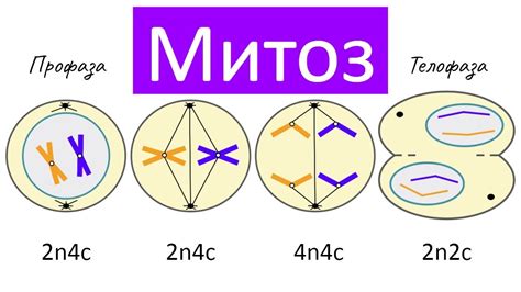 Основные этапы митоза