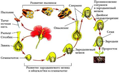 Основные этапы оплодотворения у цветковых растений