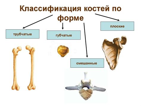 Основные этапы роста костей