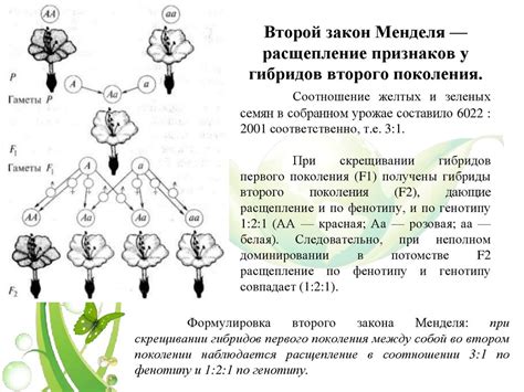 Основы генетики в 5 классе биологии