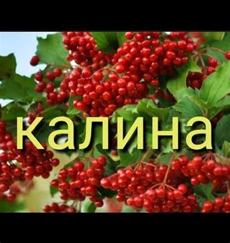 Основы сбора калины