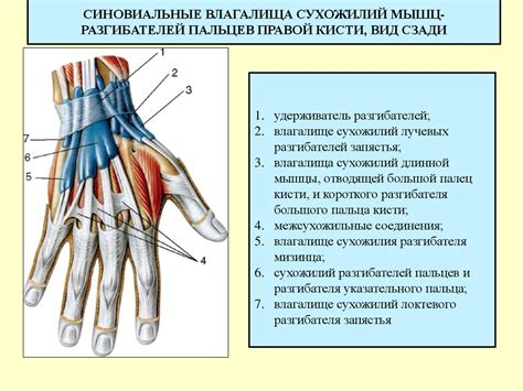 Особенности анатомии безымянного пальца и его функции