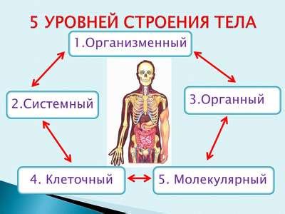 Особенности анатомии тела