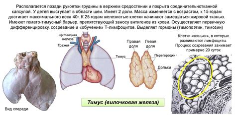 Особенности взрослого организма