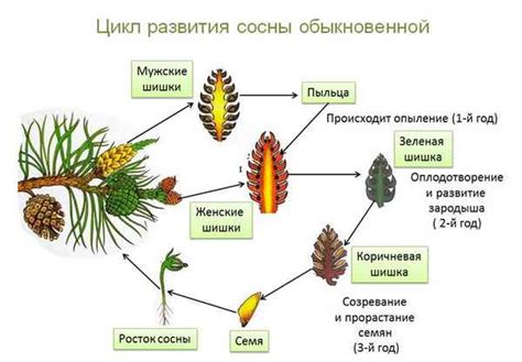 Особенности голосеменных растений