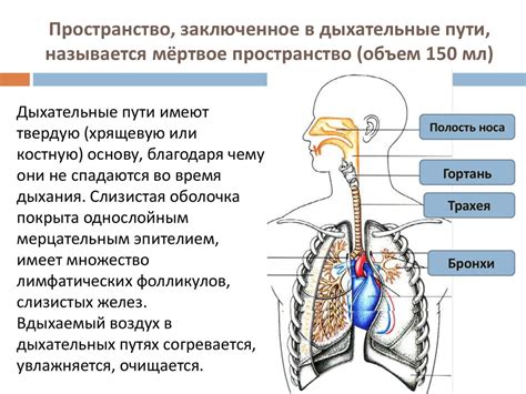 Особенности дыхательной системы в состоянии усталости