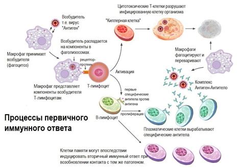 Особенности иммунной системы женщин