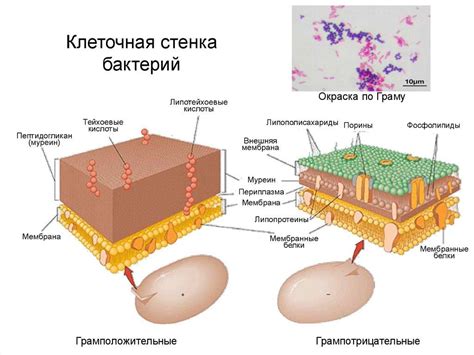 Особенности клеточной стенки