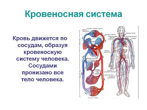 Особенности кровеносной системы