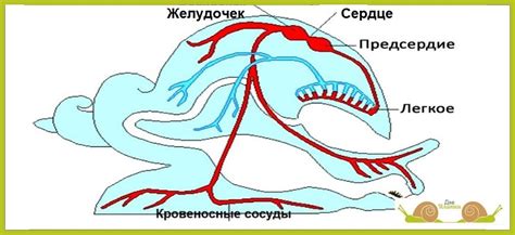 Особенности кровеносной системы моллюсков