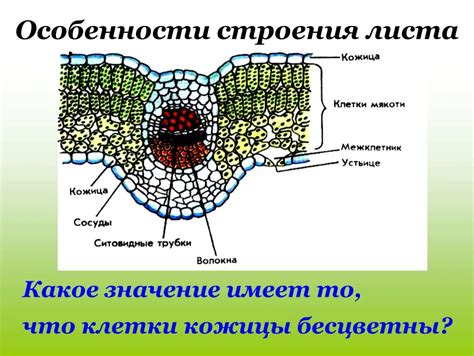 Особенности листьев кожицы яблока