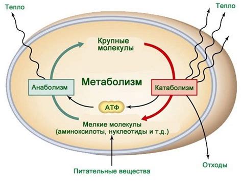 Особенности метаболизма и гормонального фона