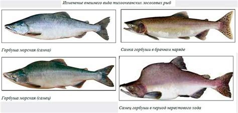 Особенности нереста горбуши в весенний период