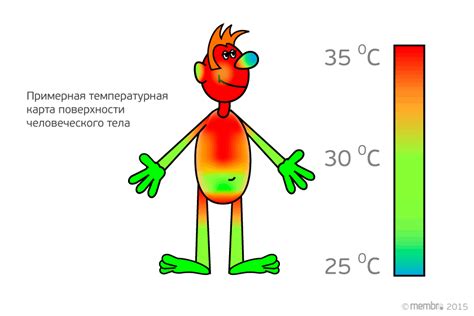 Особенности обмена тепла в организме