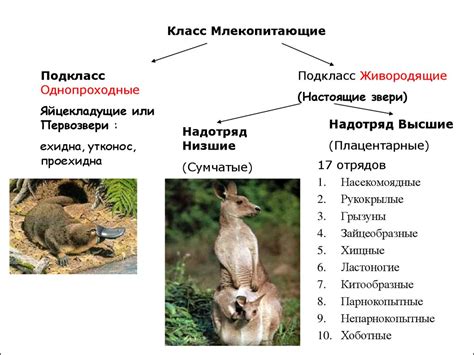 Особенности первых млекопитающих