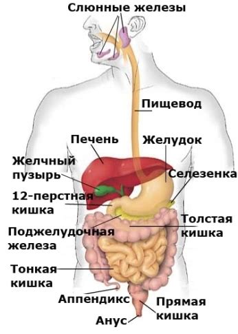 Особенности пищеварительной системы у разных возрастных групп