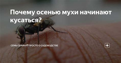 Особенности поведения мух и их влияние на наше подсознание