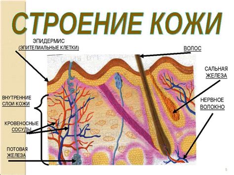 Особенности покрова кожи и волос