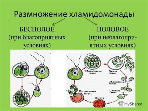 Особенности полового и бесполого размножения в растительном и животном мире