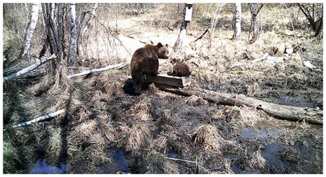 Особенности пробуждения медведей после спячки на Урале