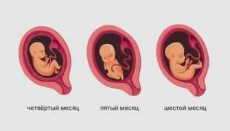 Особенности развития плода